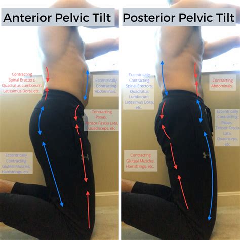 abs flexed and unflexed|unflexed abs vs anterior pelvic tilt.